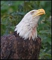 _4SB9147 bald eagle